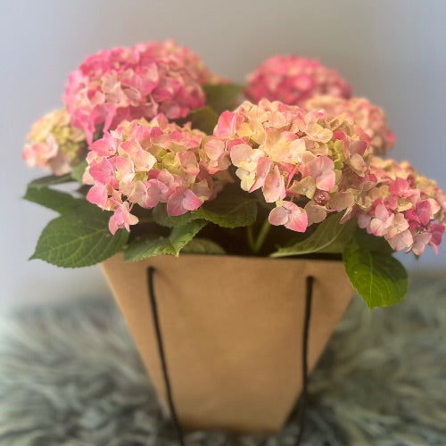 Hortensíur- Mæðradagsblóm Lífs